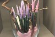 blumen pucher pflanzen 8